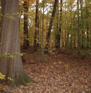 A vibrant Forest