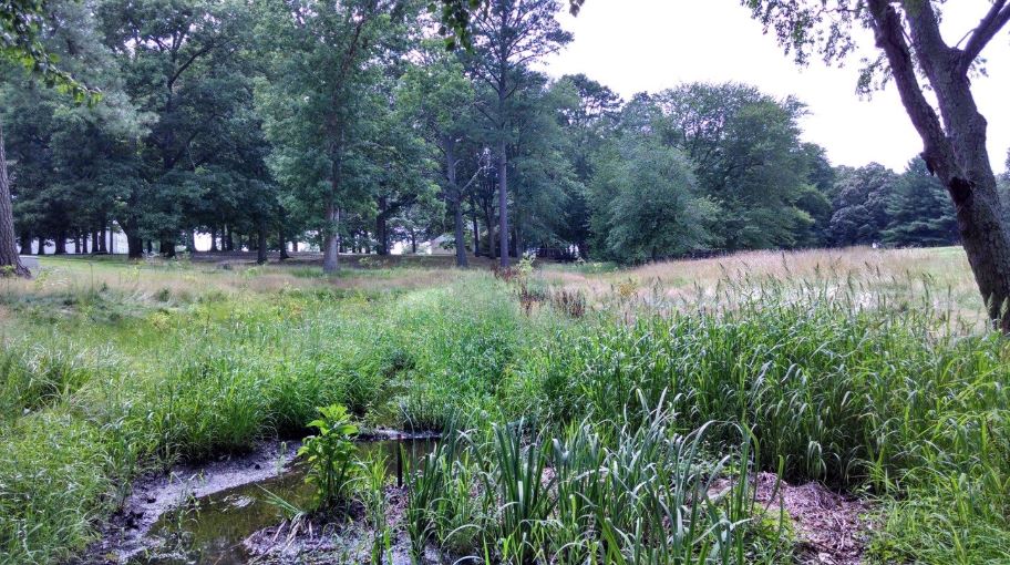 A wetland area with trees in the background.