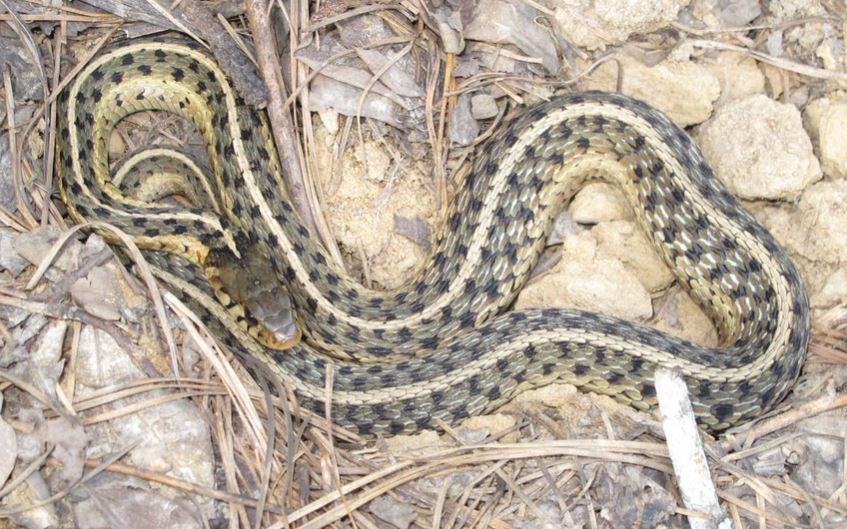 A common garter snake amidst grass and rocks.