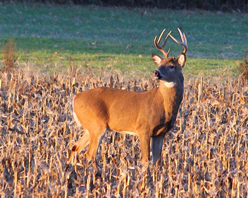 A buck, seen from the side, in a field.