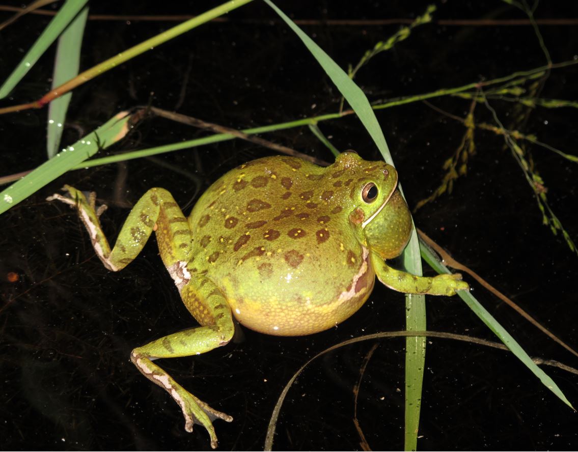 Close-up of a frog.