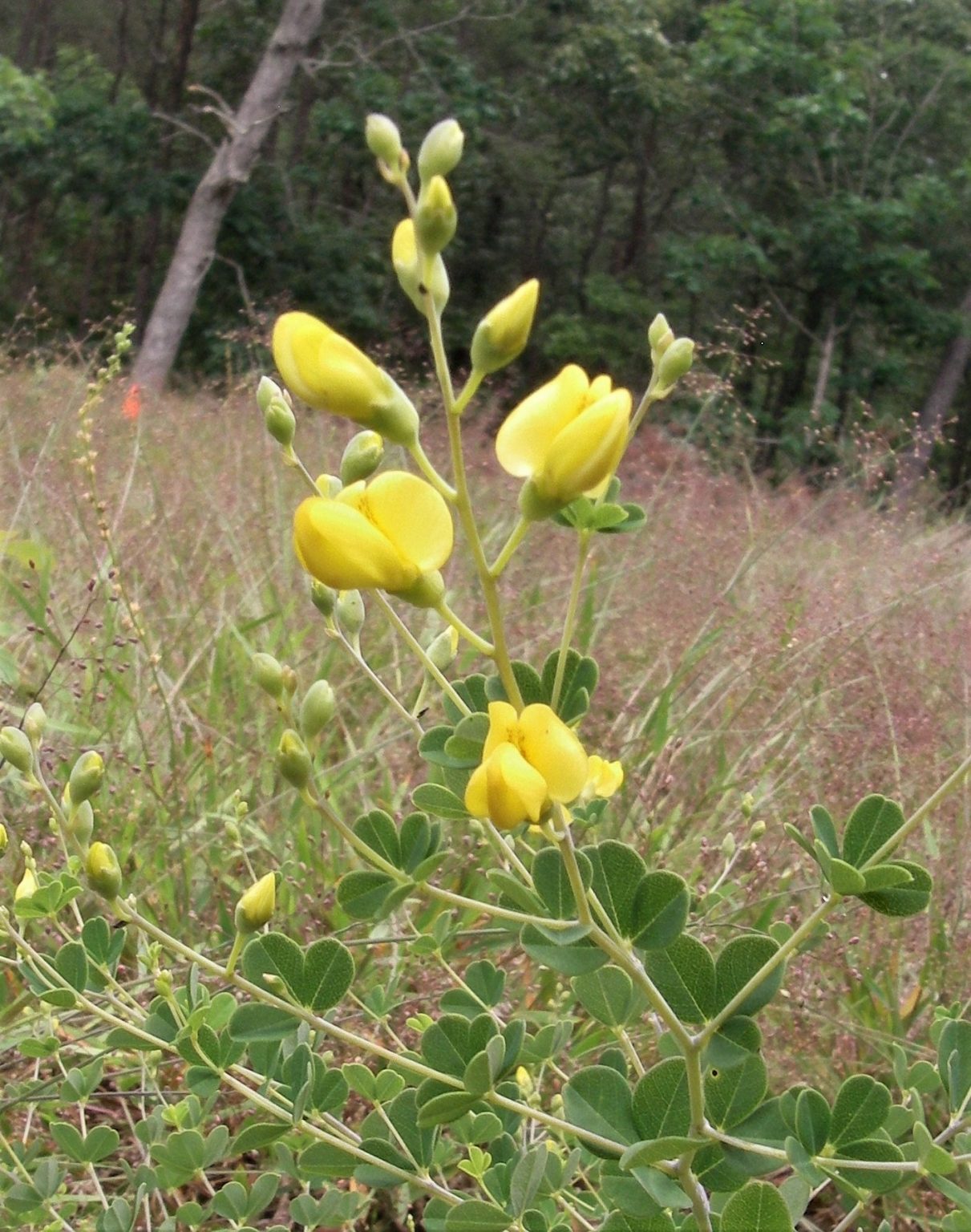 Close-up of a yellow-flowering plant. 